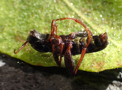 Neoclytus conjunctus