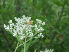 Zelus renardii