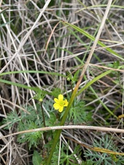 Ranunculus inundatus
