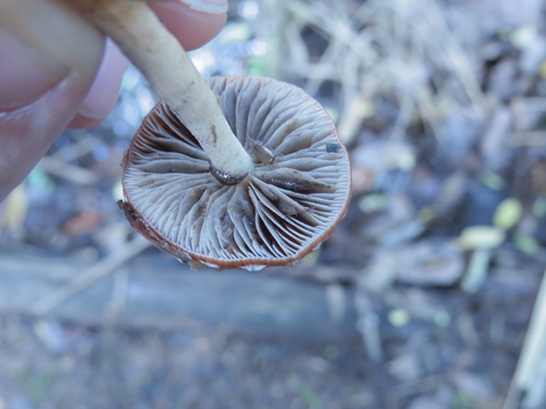 Hypholoma puiggarii image