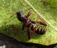 Neoclytus conjunctus