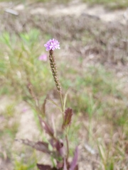 Verbena hastata