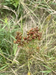 Hypericum punctatum