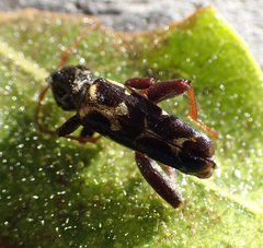 Neoclytus conjunctus