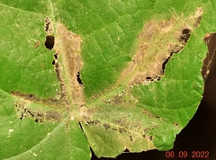 Choreutis nemorana