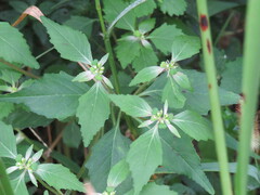 Euphorbia davidii