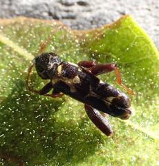 Neoclytus conjunctus