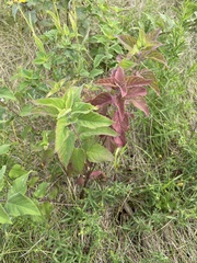 Monarda fistulosa