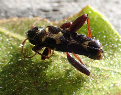 Neoclytus conjunctus