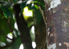 Draco melanopogon