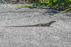 Podarcis siculus