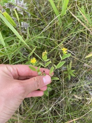 Hypericum punctatum