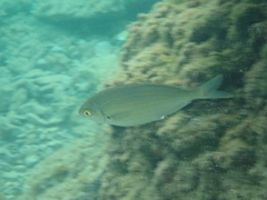 Sarpa salpa