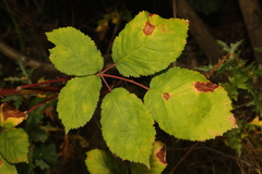 Rubus