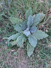 Salvia aethiopis