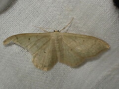 Idaea straminata