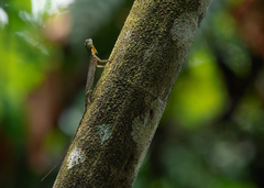Draco quinquefasciatus