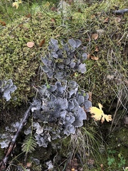 Peltigera canina