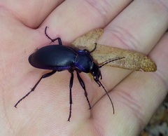 Carabus violaceus