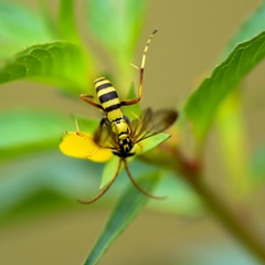 Poecilopompilus mixtus