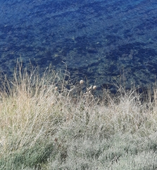 Allium atroviolaceum