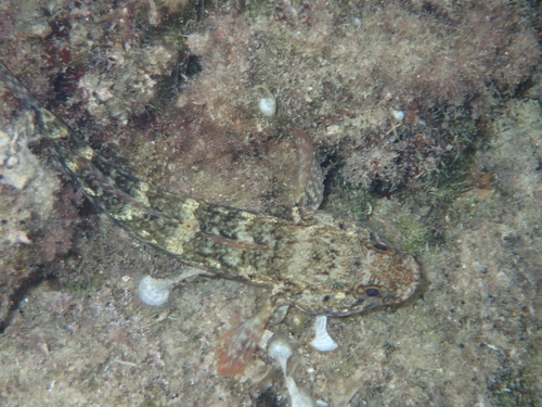 Glavoč mrkulj (Gobius paganellus)