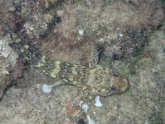 Gobius paganellus