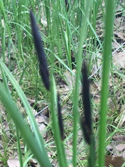 Carex melanostachya