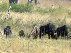 Connochaetes taurinus taurinus