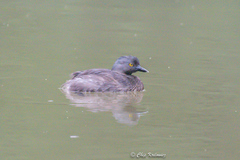 Tachybaptus dominicus