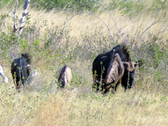 Connochaetes taurinus taurinus