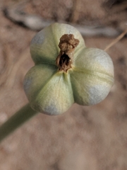 Zephyranthes longifolia