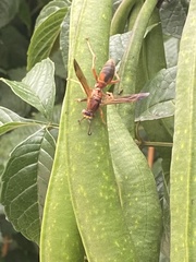 Polistes rubiginosus