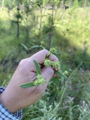 Helianthus schweinitzii