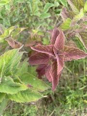 Monarda fistulosa