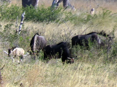 Connochaetes taurinus taurinus