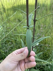 Helianthus schweinitzii