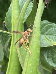Polistes rubiginosus