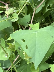 Persicaria perfoliata
