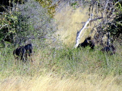 Connochaetes taurinus taurinus