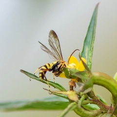 Poecilopompilus mixtus
