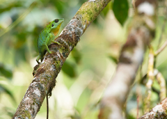 Bronchocela cristatella