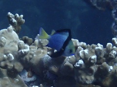 Dascyllus flavicaudus