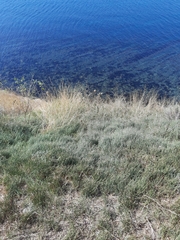 Allium atroviolaceum