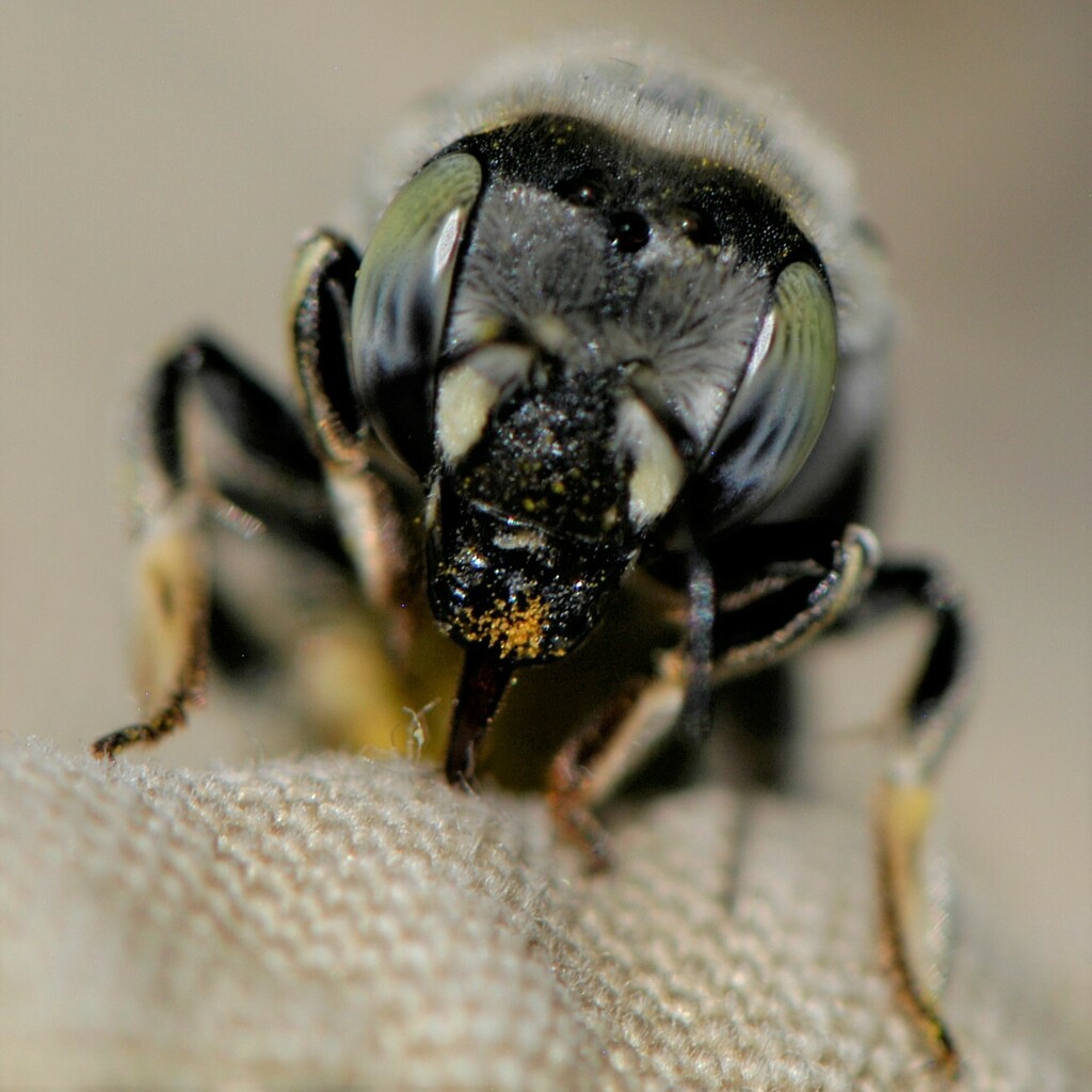 Porter's Wool-carder Bee
