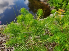 Euphorbia cyparissias