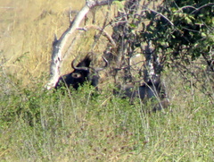 Connochaetes taurinus taurinus