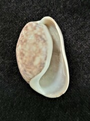Bulla occidentalis