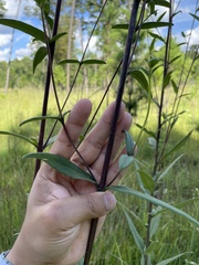 Helianthus schweinitzii