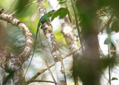 Bronchocela cristatella